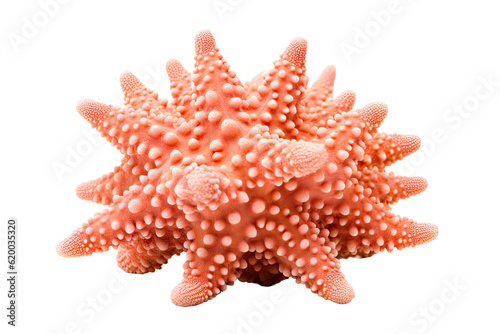 Mountainous Star Coral on transparent background (PNG). Generative AI.
