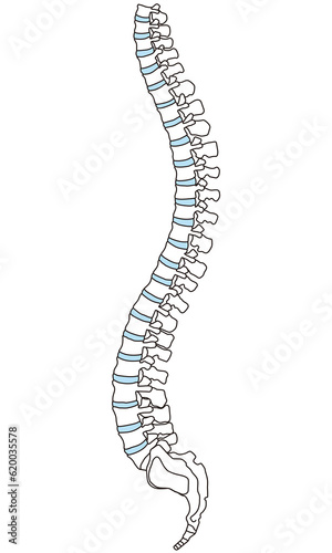 背骨の解剖図 頸椎 胸椎 腰椎 横図