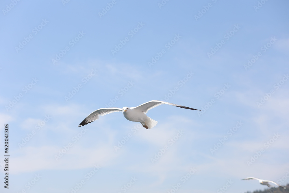 Fototapeta premium A Baikal gull flies and looks directly into the camera