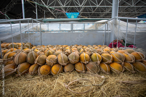 The honeydew melons in stock. photo