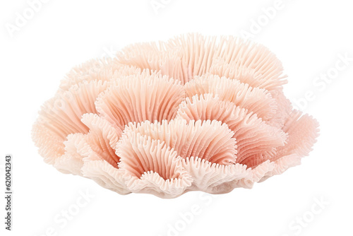  Plicate Boulder Coral  on transparent background (PNG). Generative AI. photo