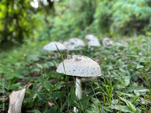 mushroom in the forest, at Samadua, South Aceh, Indonesia 
