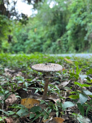 mushroom near the road at Samadua, South Aceh, Indonesia 