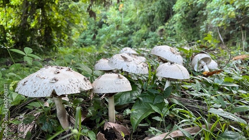 mushrooms near the road at Samadua, South Aceh Indonesia 