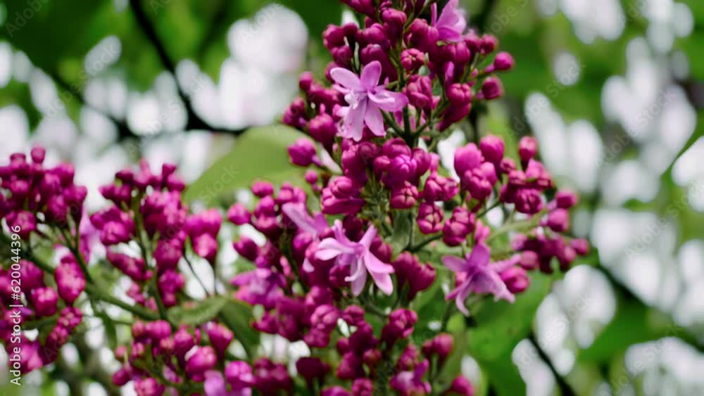 close up of beautiful blooming flowers in green garden close up of beautiful blooming flowers in green garden