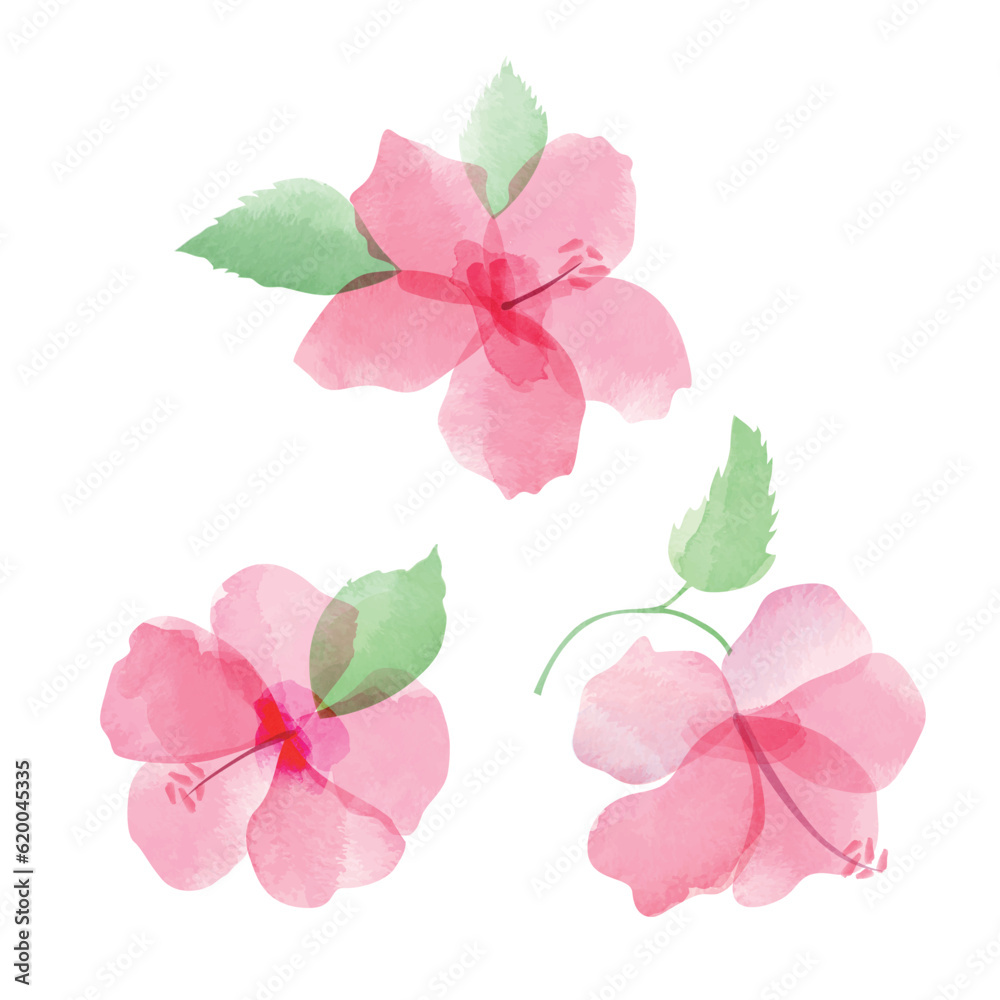 Naklejka premium Vector set of pink watercolor hibiscuses