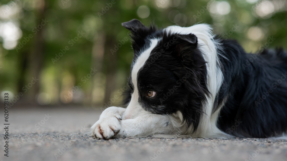 Border collie dog doing exercise shame outdoors. 