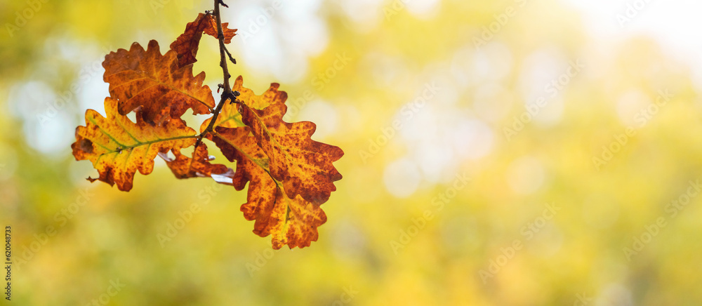 Oak branch with dry leaves on blurred background, autumn background, copy space Oak branch with dry leaves on blurred background, autumn background, copy space