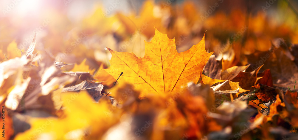 Orange maple leaves on the ground in the forest in sunny weather, autumn background Orange maple leaves on the ground in the forest in sunny weather, autumn background