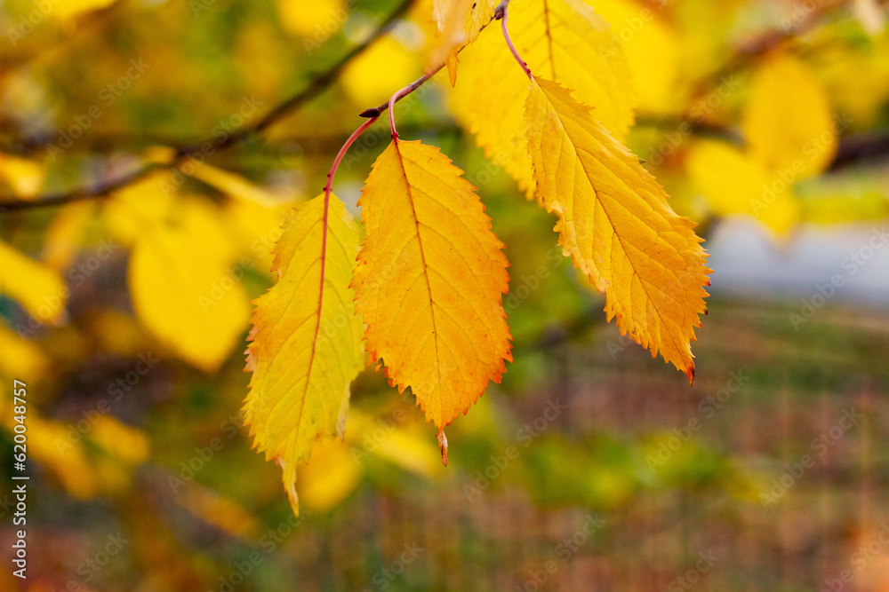 Tree branch with yellow autumn leaves in the forest on a blurred background Tree branch with yellow autumn leaves in the forest on a blurred background