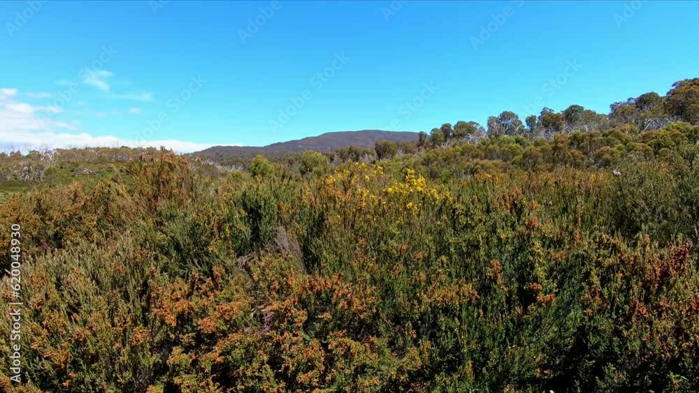 Australian alpine bush blowing in the breeze in the Snowy Mountains Australian alpine bush blowing in the breeze in the Snowy Mountains