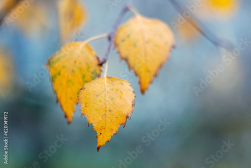 Birch branch with wet autumn leaves on a blurred background