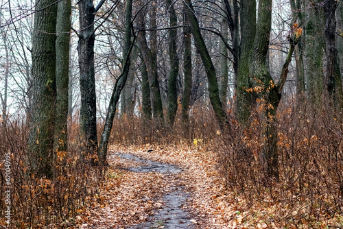 Fototapeta Naklejka Na Ścianę i Meble -  Autumn forest with bare trees and fallen leaves on the ground, a road in the autumn forest