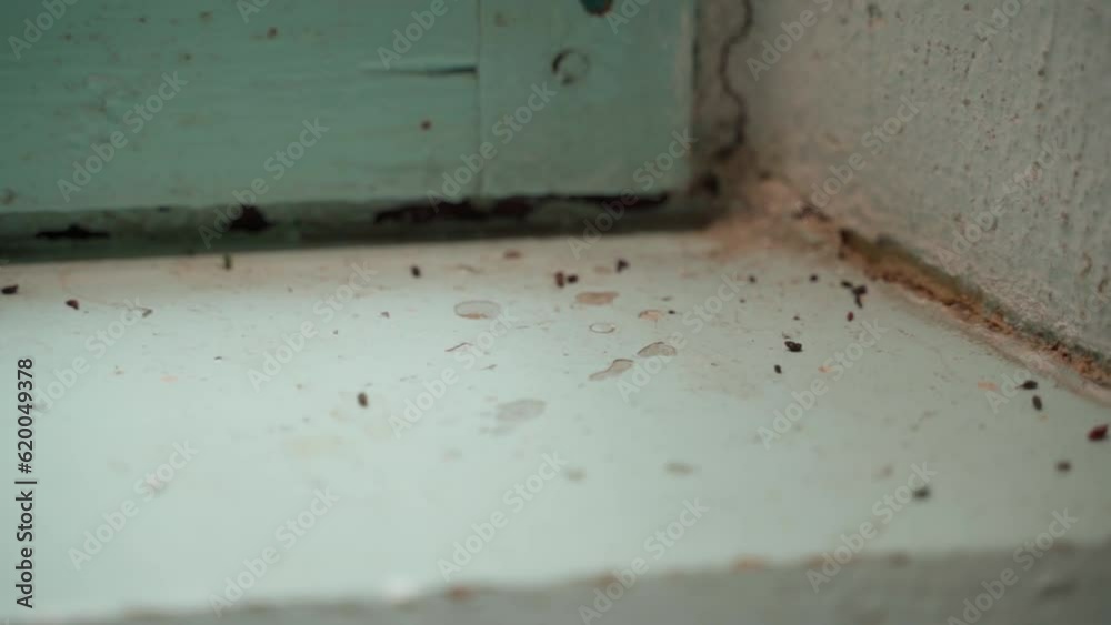 Mouse droppings on the windowsill of an old house Mouse droppings on the windowsill of an old house