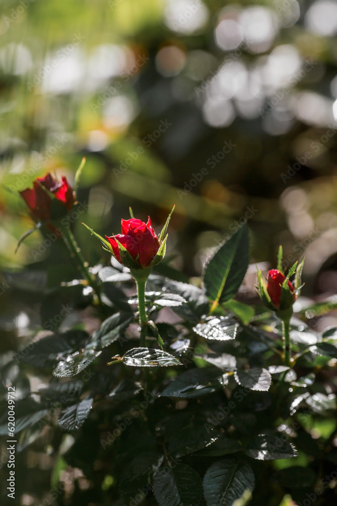 Obraz premium Beautiful red roses with dew at dawn. Beautiful sunlight. The background image is green and pink. Natural, environmentally friendly natural background.
