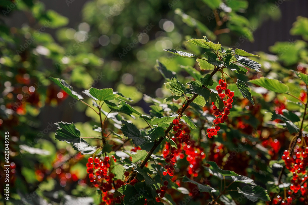 Red currant on a bush branch in the garden at dawn. The glow from the sun. Garden useful summer berry. The concept of healthy eating. Vitamins and diet.