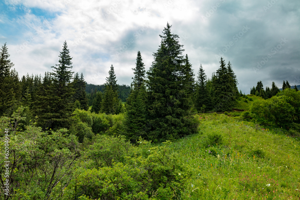 pine forest in the mountains