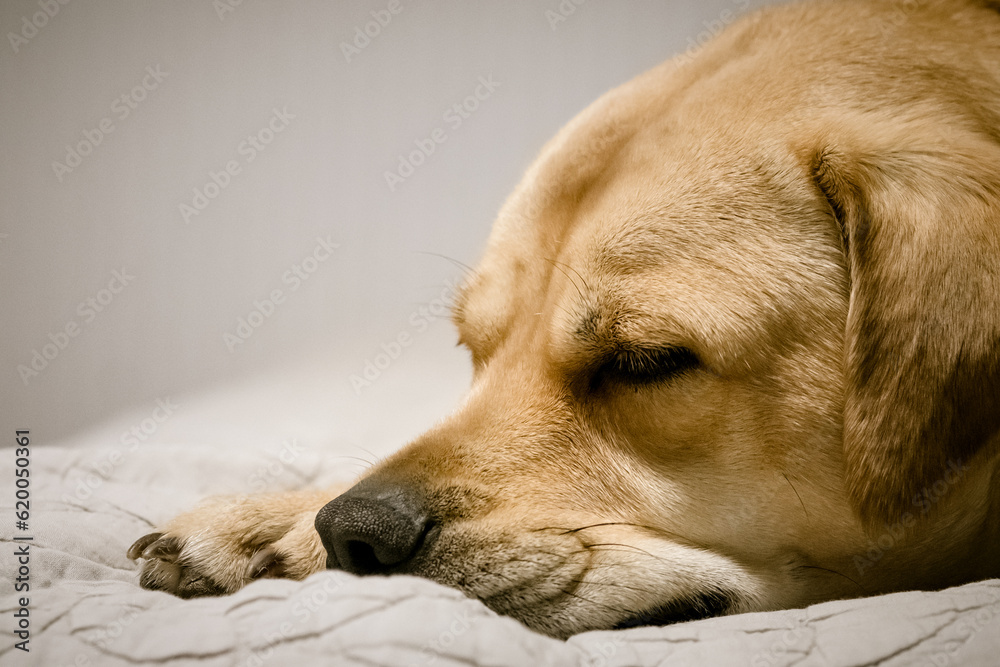 Tan dog sleeping on gray blanket. Tan dog sleeping on gray blanket.