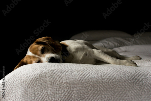 Beagle sleeping on on white bed against dark background.