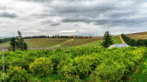 Young grapevines growing in neat rows near Franschhoek photo