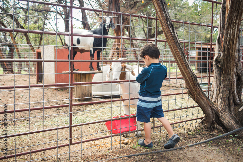 Young boy watching goats in outdoor corral. Young boy watching goats in outdoor corral.