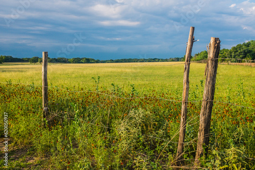 Εκτύπωση καμβά Field of wildflowers on Texas Hill Country ranch.