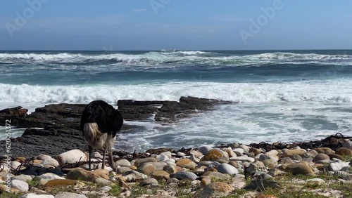 Lonely ostrich on the pasture at the Cape of Good Hope, South Africa