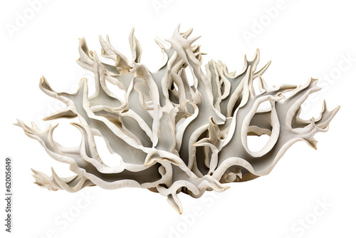 Staghorn Astreopora corall on transparent background (PNG). Generative AI. photo