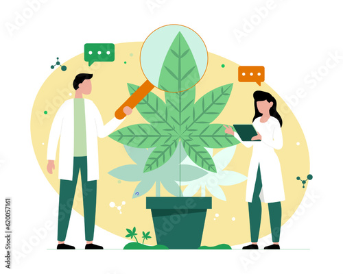 Man holding magnifying glass and looking at plant. Legality of cannabis for medical use. Marijuana products cultivation and distribution. Vector flat illustration in green and yellow color