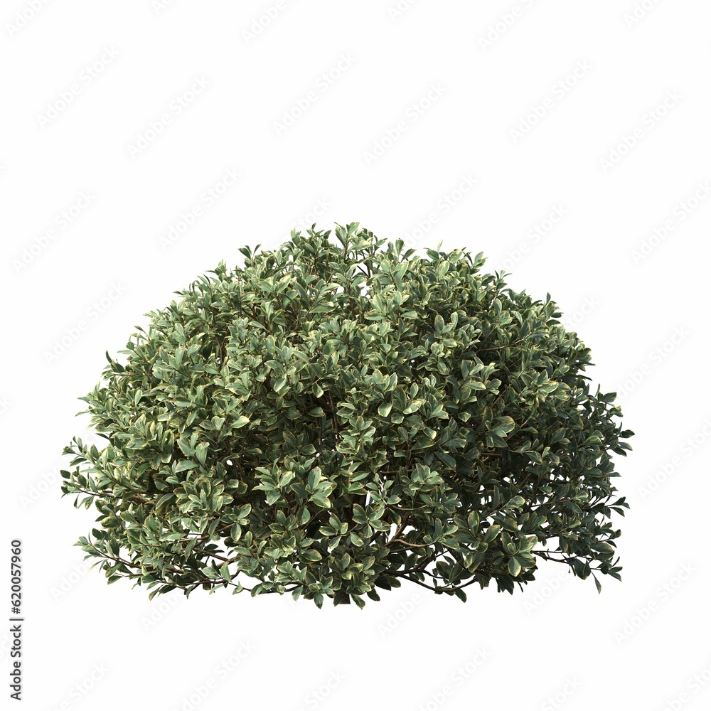 bush isolated on white background, 3D illustration, cg render bush isolated on white background, 3D illustration, cg render