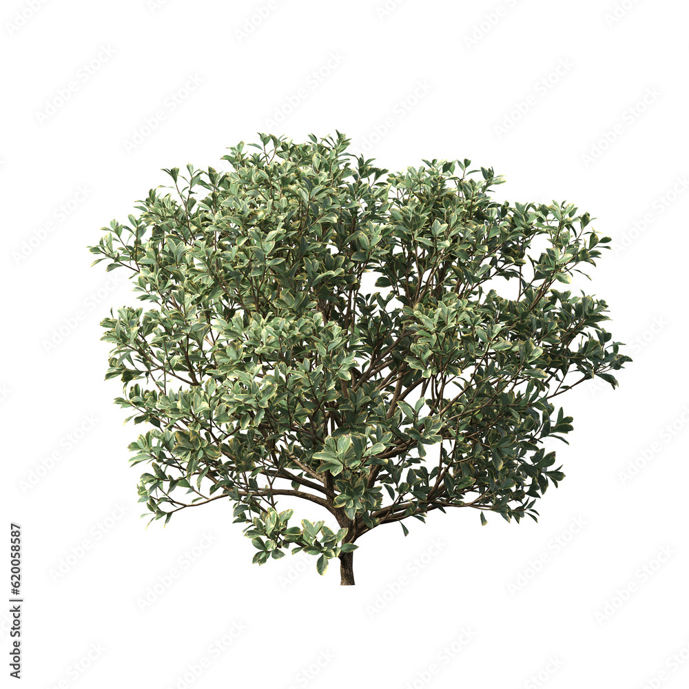 bush isolate on a transparent background, 3D illustration, cg render
bush isolate on a transparent background, 3D illustration, cg render