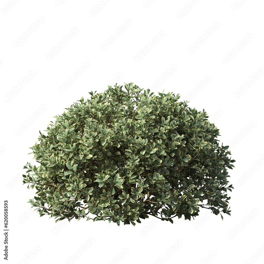 bush isolate on a transparent background, 3D illustration, cg render
bush isolate on a transparent background, 3D illustration, cg render