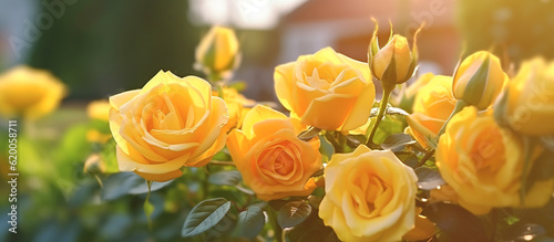 yellow rose flower in the garden of flowers and sunlight with bokeh Generative AI