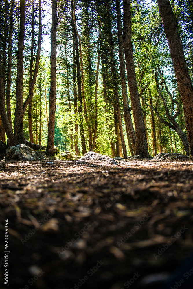 footpath in the woods footpath in the woods