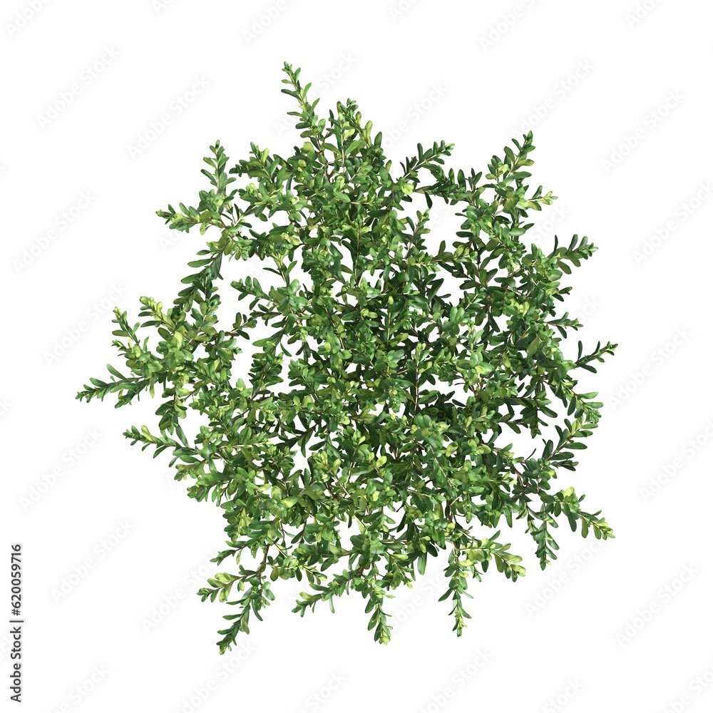 bush, top view, isolated on white background, 3D illustration, cg render
bush, top view, isolated on white background, 3D illustration, cg render