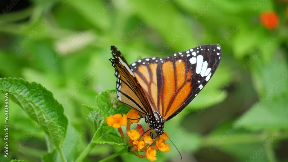A butterfly and dragonfly on flowers, including a close-up of a monarch butterfly A butterfly and dragonfly on flowers, including a close-up of a monarch butterfly