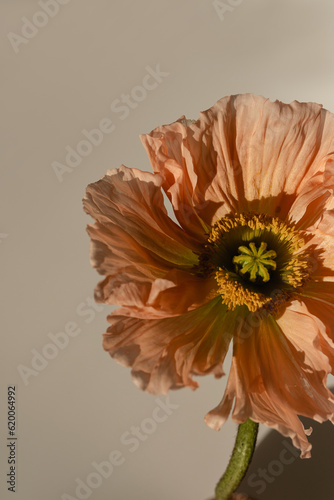 Delicate peach pink poppy flower stem bud on neutral beige background. Aesthetic close up view floral composition with sunlight shadows