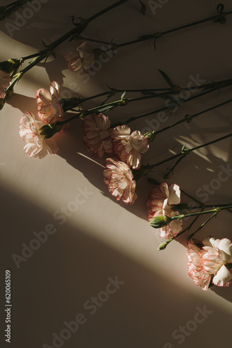 Fototapeta Naklejka Na Ścianę i Meble -  Carnation flowers on dark background with hard sunlight shadow silhouette