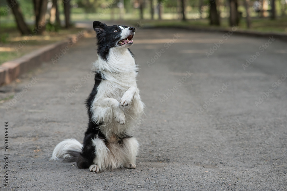 Border collie dog doing bunny exercise outdoors. Border collie dog doing bunny exercise outdoors.