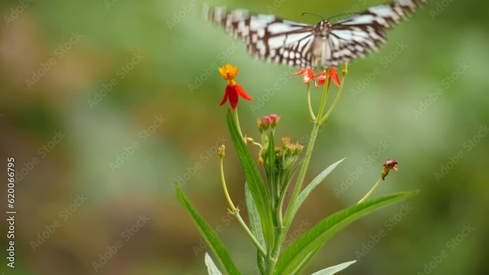 A butterfly lands on a flower, creating a beautiful scene A butterfly lands on a flower, creating a beautiful scene