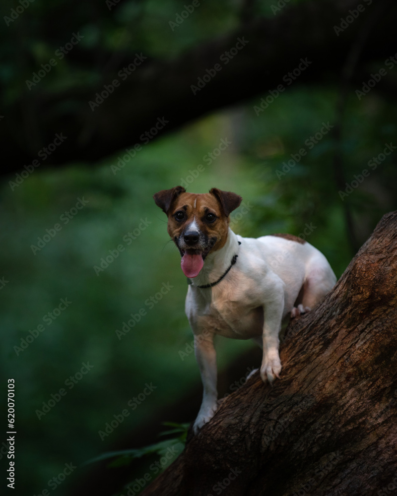 Jack Russell Terrier stands on the trunk of an old tree in a dark forest. A dog in collar in woods. Pets's portrait in nature. High quality vertical photo