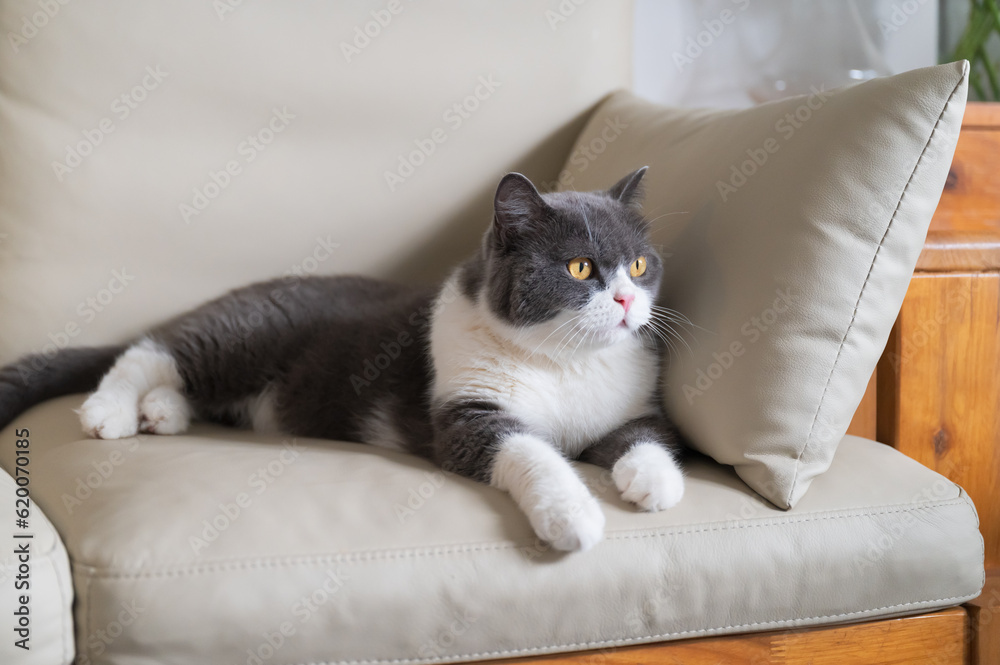 British shorthair cat resting on sofa