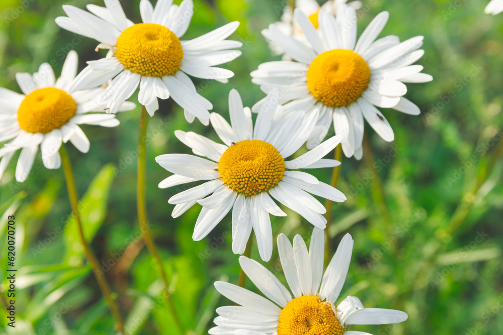 Obraz premium Large flowers of white chamomile in the garden outdoors