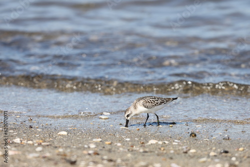 Spoon-billed sandpiper (Calidris pygmaea) juvenilein Japan, one of critically endangered species photo