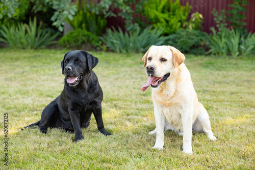 two labradors adult dogs outdoors in the nature on a sunny day during late spring and early summer.