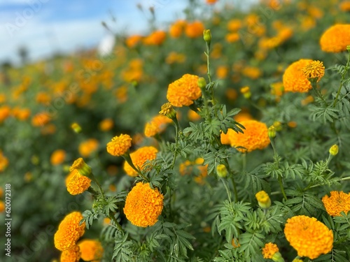Yellow marigolds in the field
