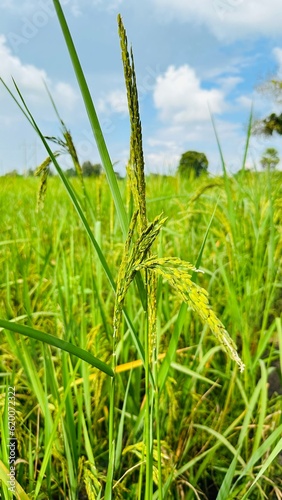 Green rice in the field