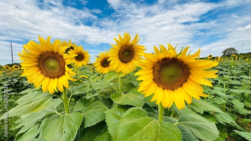 sunflowers in the field Lopburi Province
