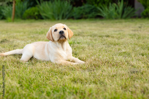 Portrait of a labrador retriever puppy. Outdoor photo