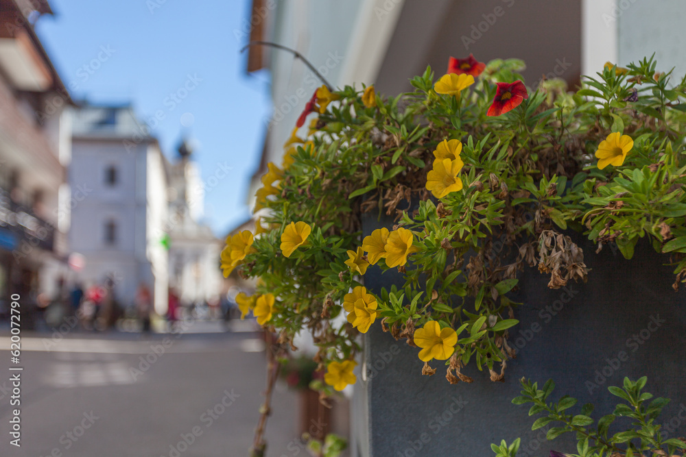 Glimpses of ancient Dolomite town of San Candido Innichen. Yellow flowers in the foreground and blurred background of the city street. Pusteria Valley, South Tyrol, Italy